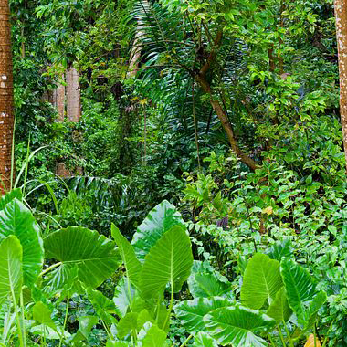 tropical rainforest